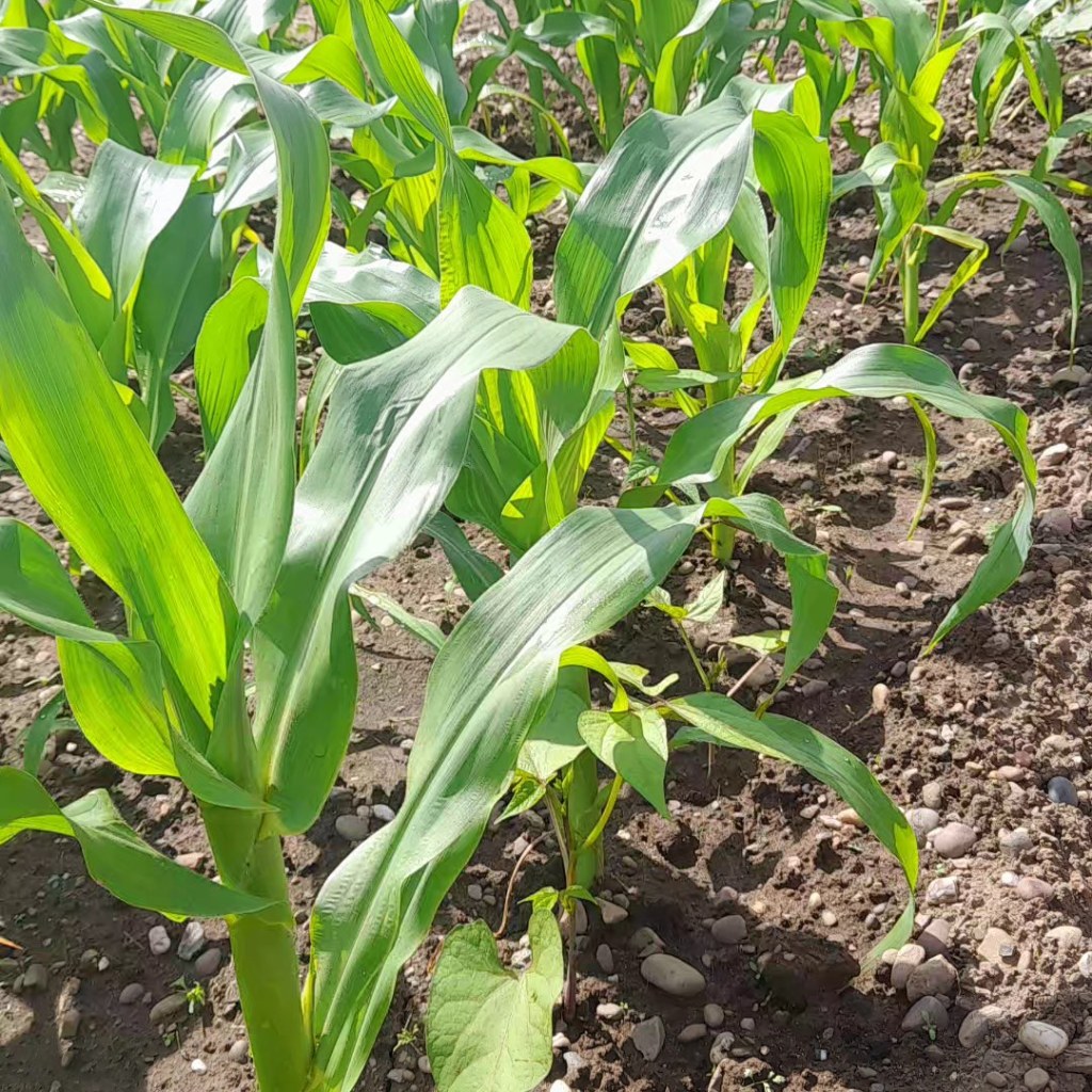 Large, green corn plants growing in a plot, interspersed with the heart shaped leaves of smaller bean plants